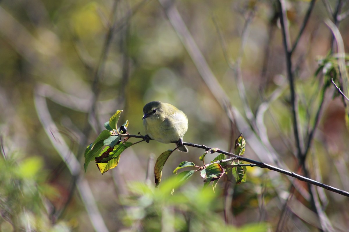 Tennessee Warbler - ML642613526