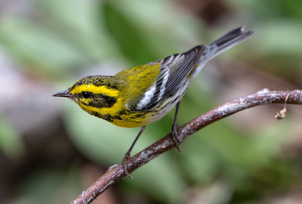 Townsend's Warbler - ML642613532