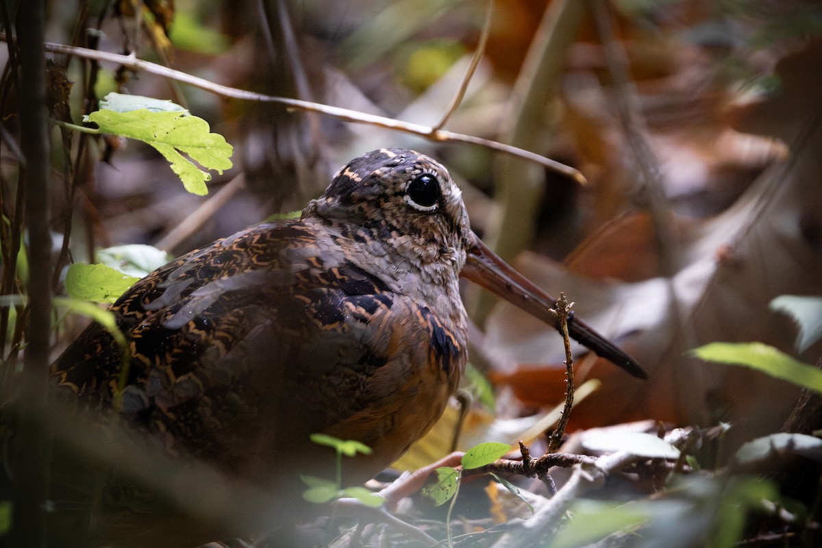 American Woodcock - ML642613548
