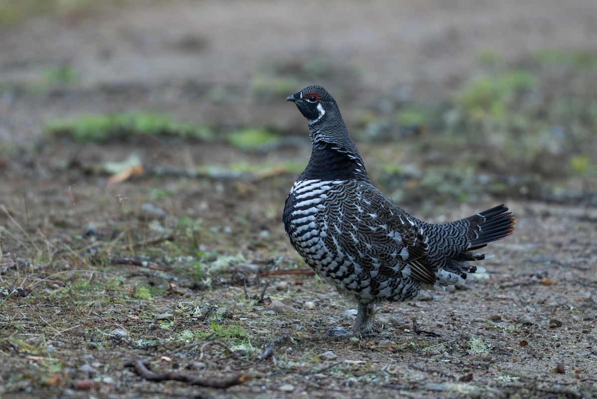 Spruce Grouse - ML642613577