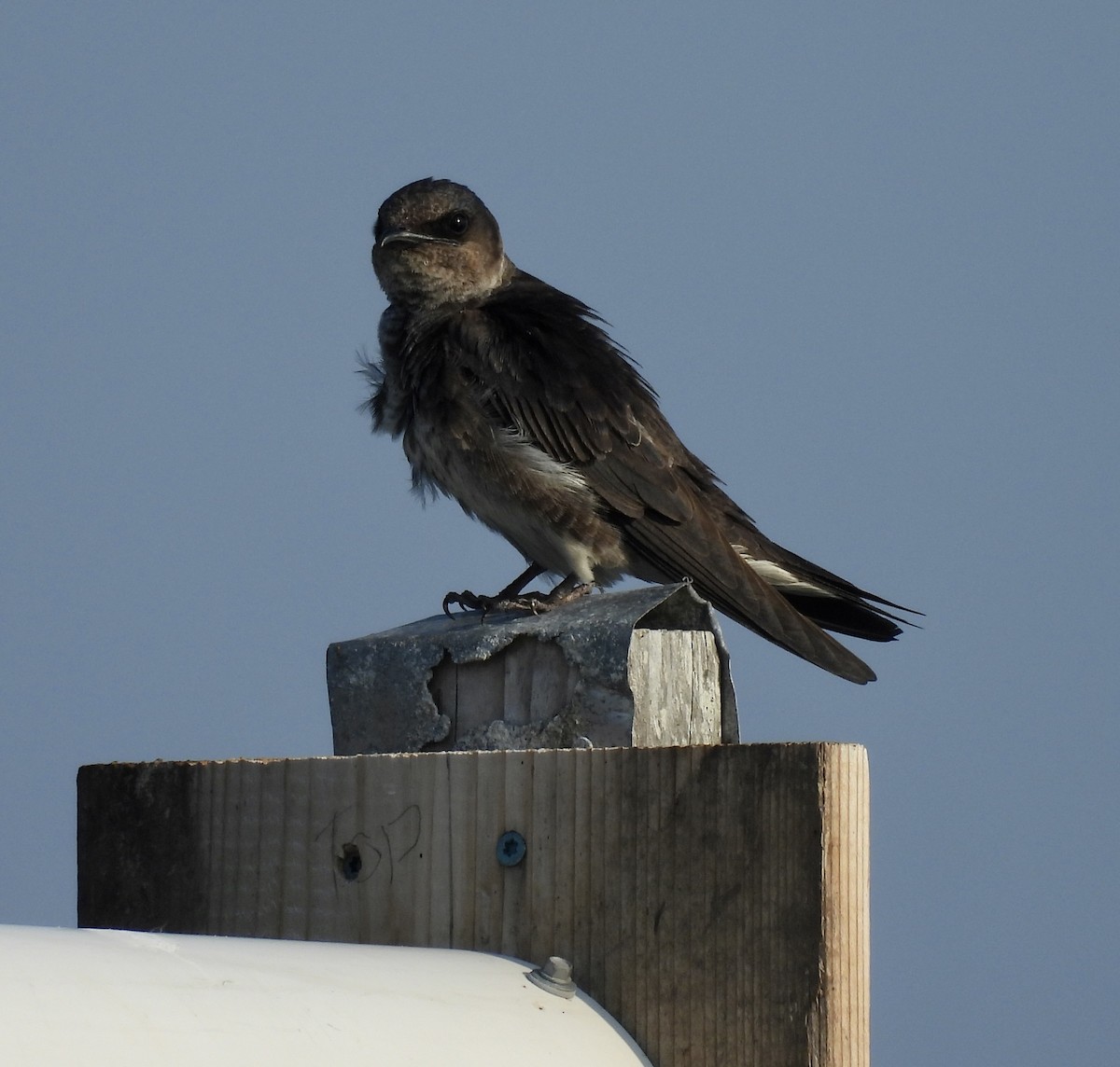 Purple Martin - ML642613586
