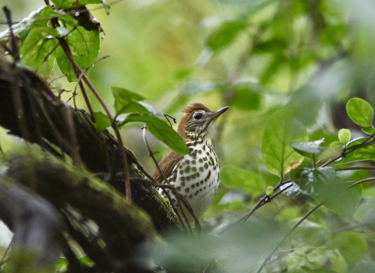 Wood Thrush - ML642613599