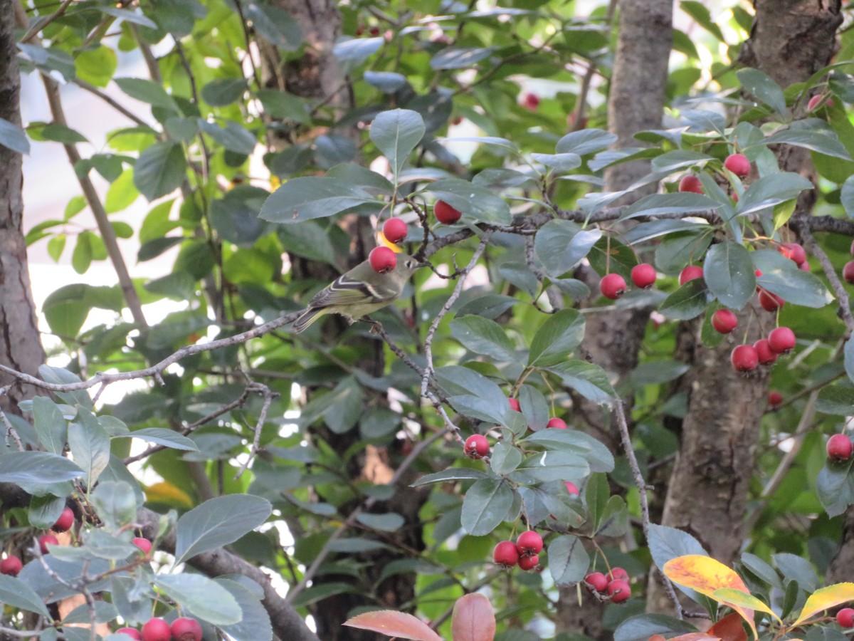 Ruby-crowned/Golden-crowned Kinglet - ML642613622
