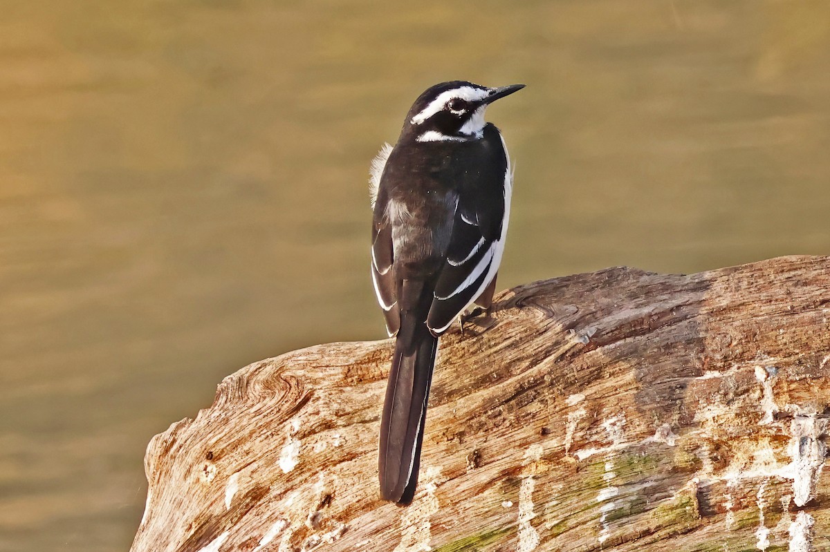 African Pied Wagtail - ML642613623