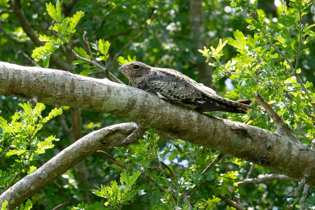 Common Nighthawk - ML642613634