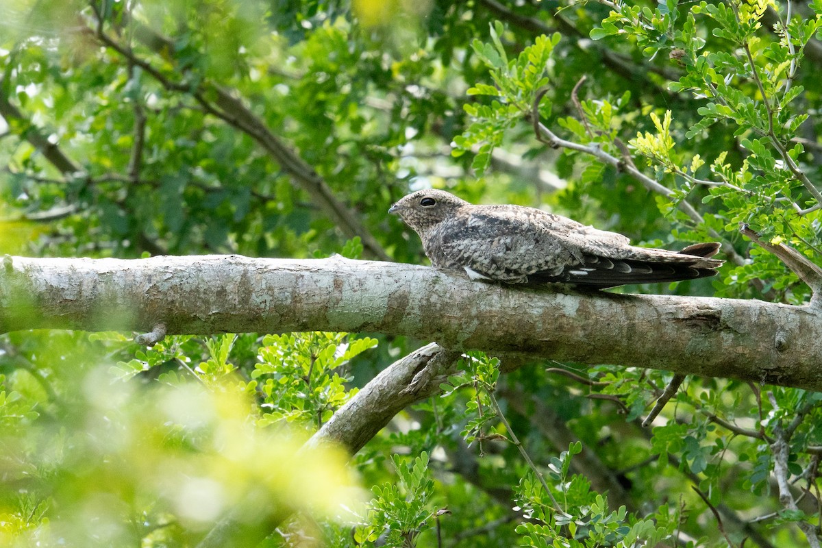 Common Nighthawk - ML642613636