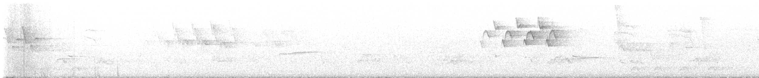 סבכון עקוד - ML642613646