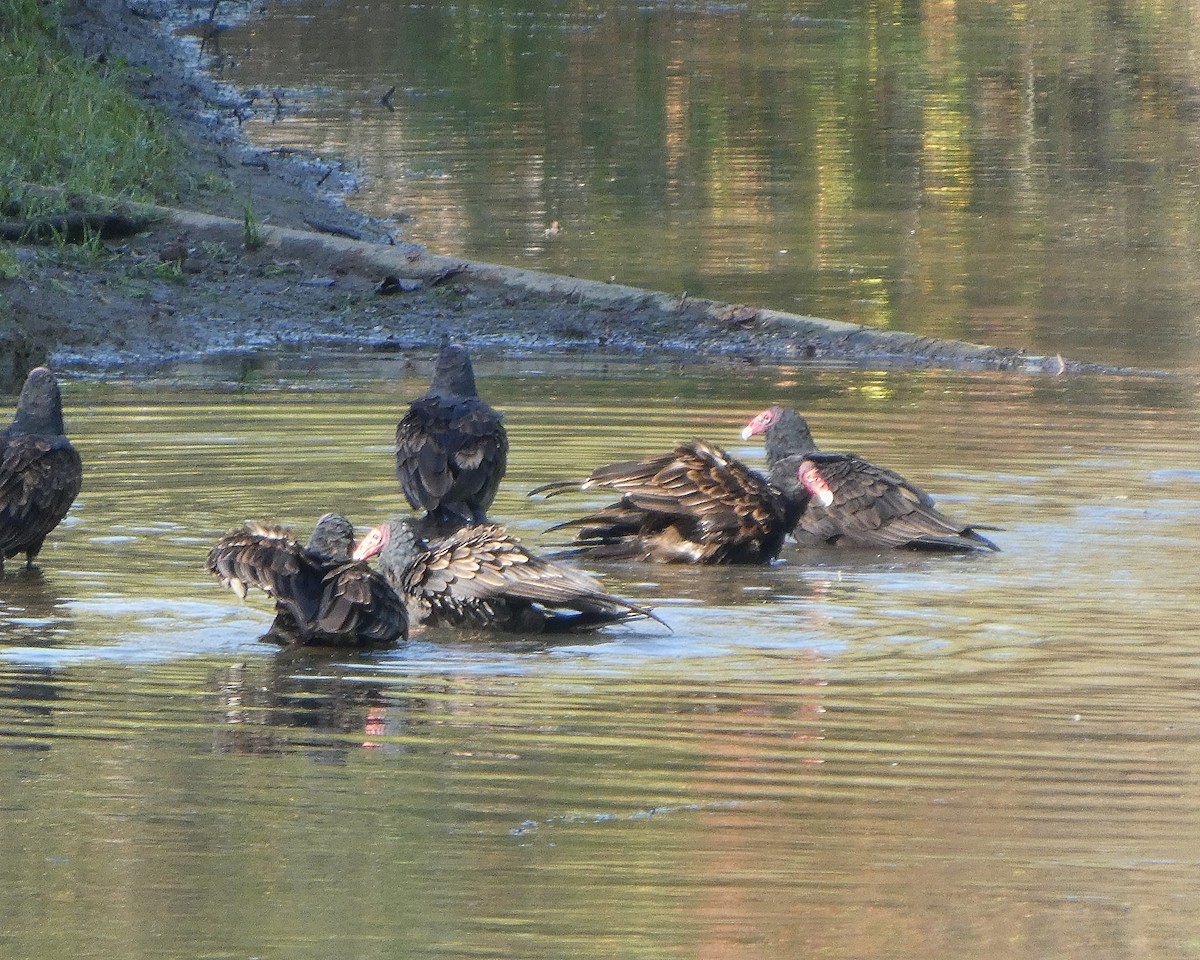 Turkey Vulture - ML642613665