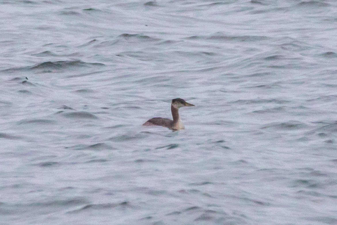 Red-necked Grebe - ML642613668