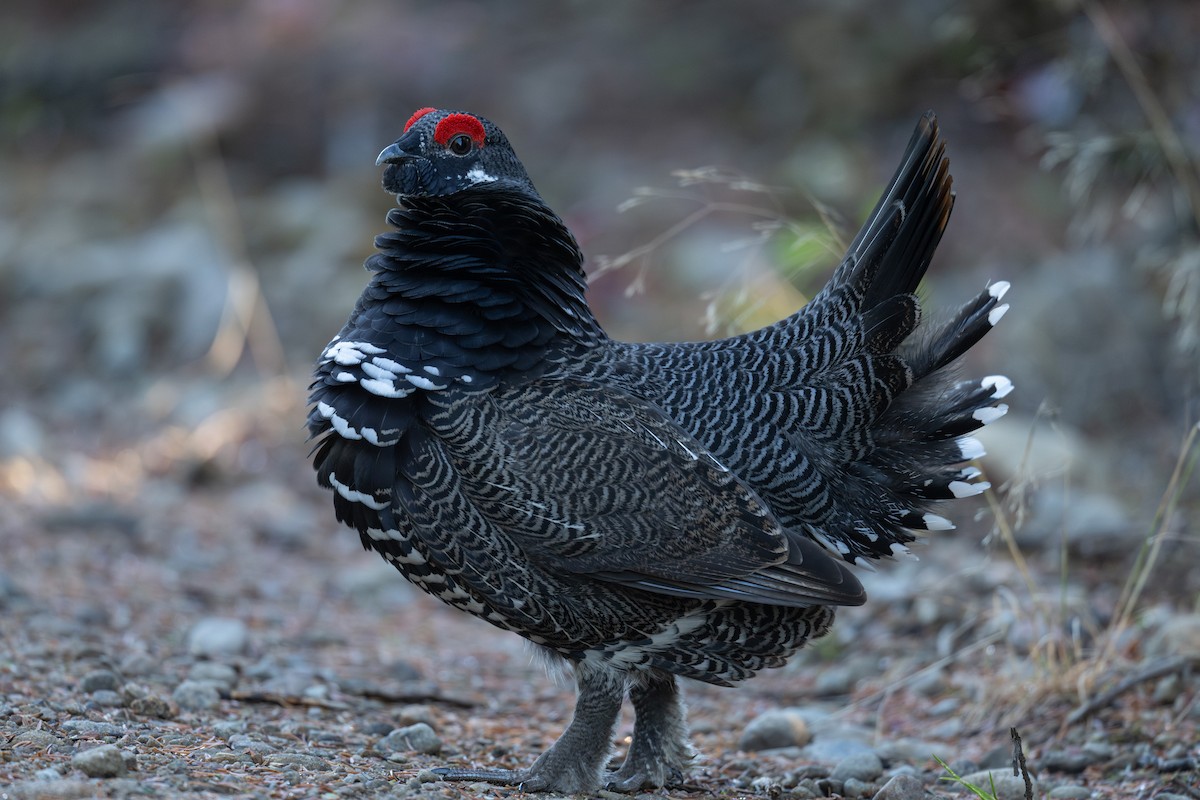 Spruce Grouse - ML642613688