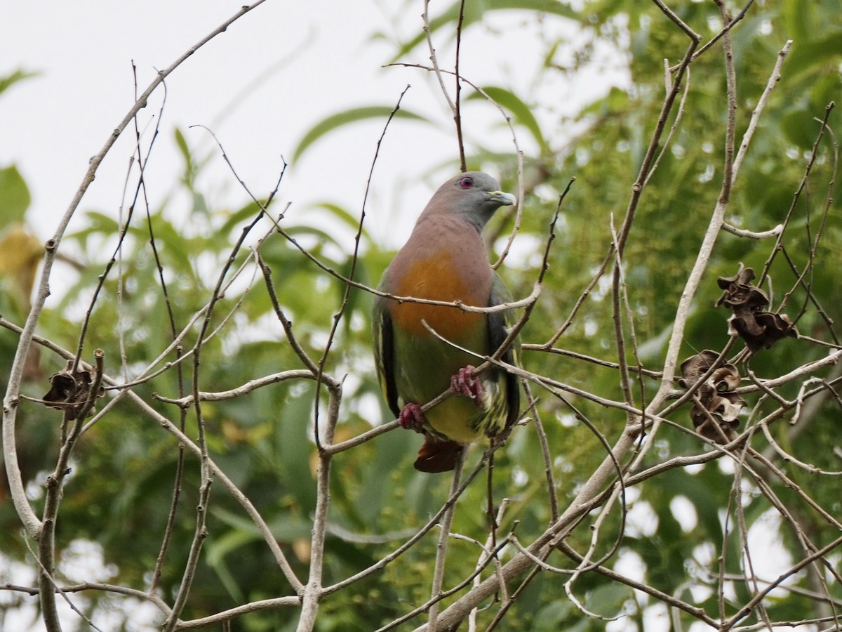 Pink-necked Green-Pigeon - ML642613689