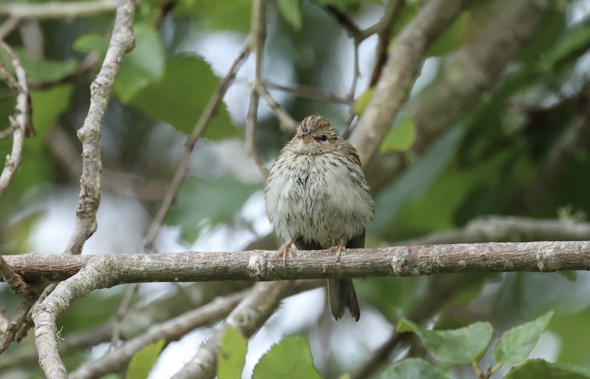 Chipping Sparrow - ML642613731