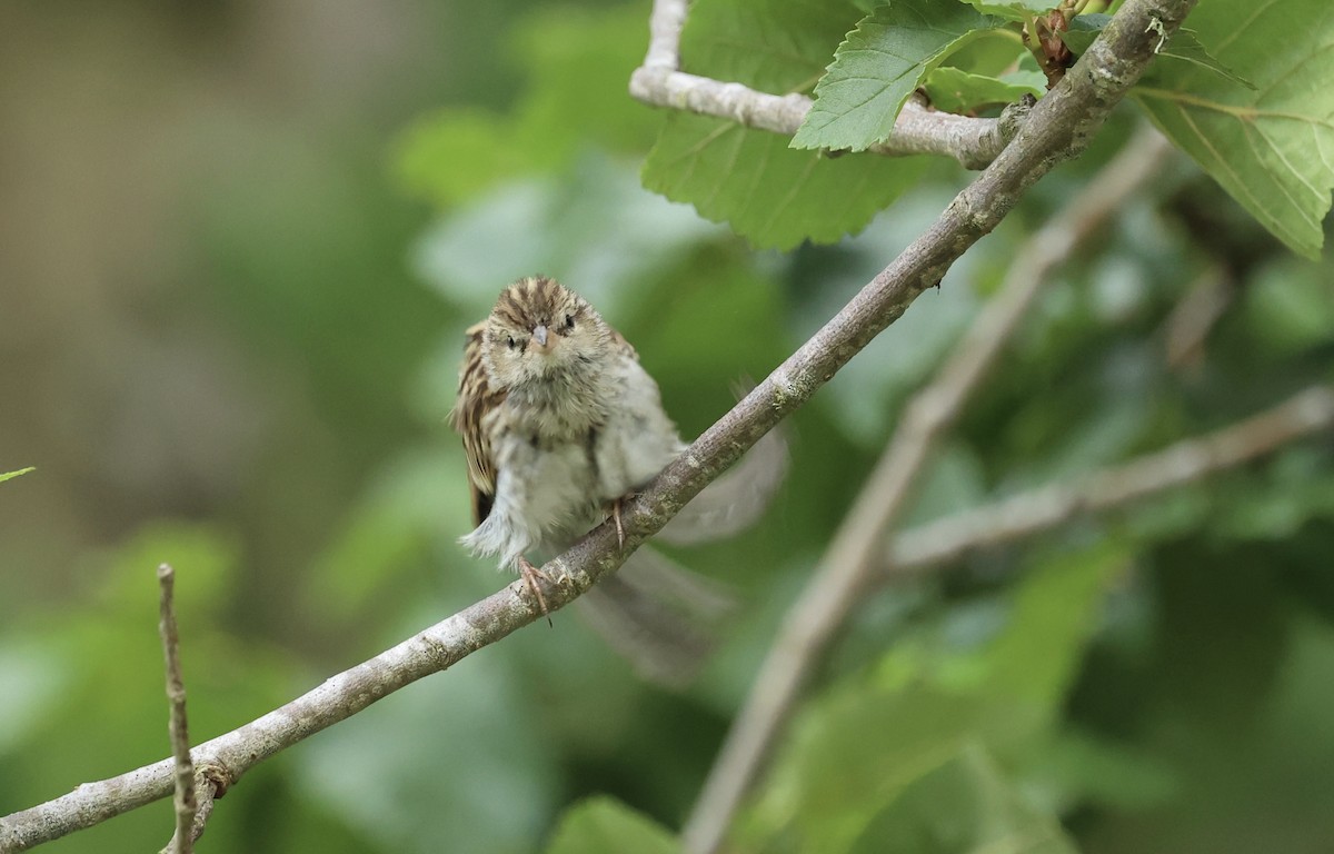 Chipping Sparrow - ML642613732