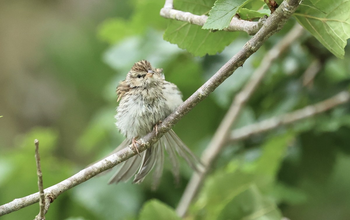 Chipping Sparrow - ML642613733