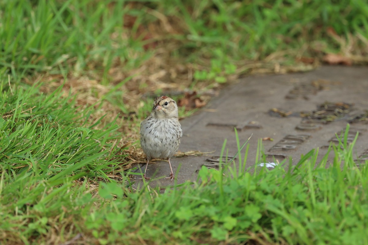 Chipping Sparrow - ML642613734