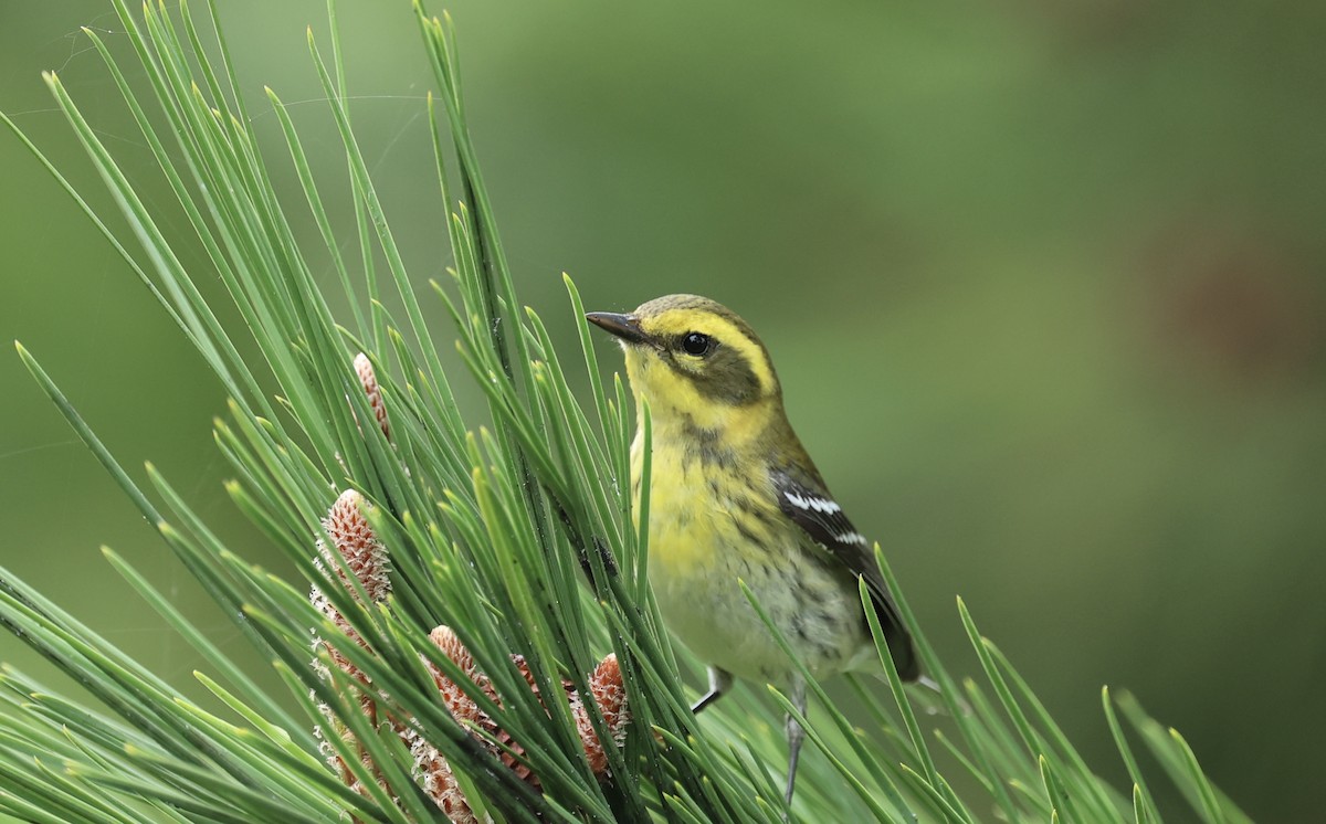 Townsend's Warbler - ML642613748