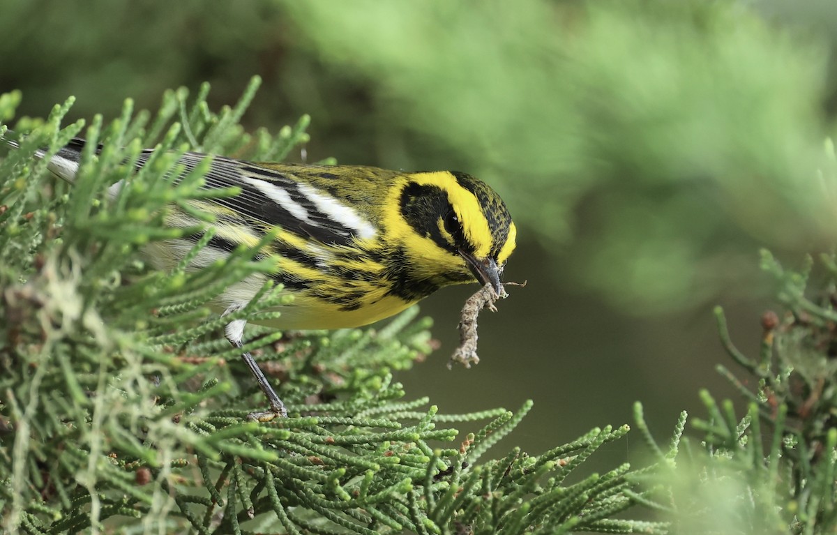 Townsend's Warbler - ML642613749