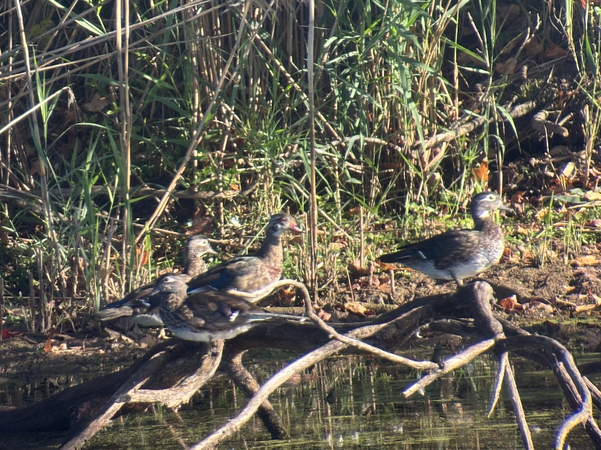 Wood Duck - ML642613759