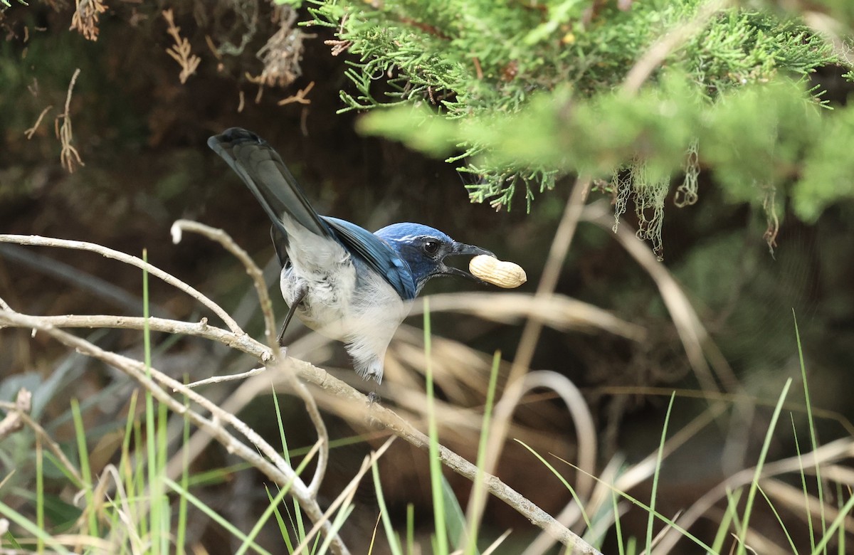 California Scrub-Jay - ML642613760