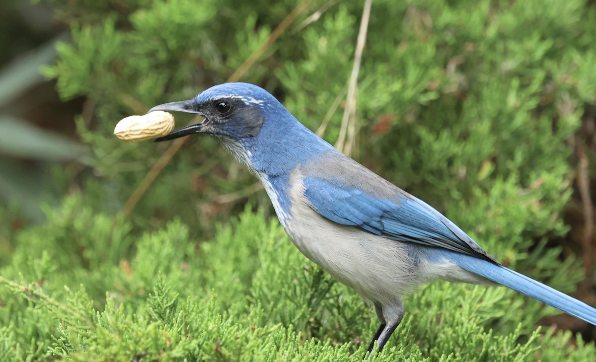 California Scrub-Jay - ML642613761