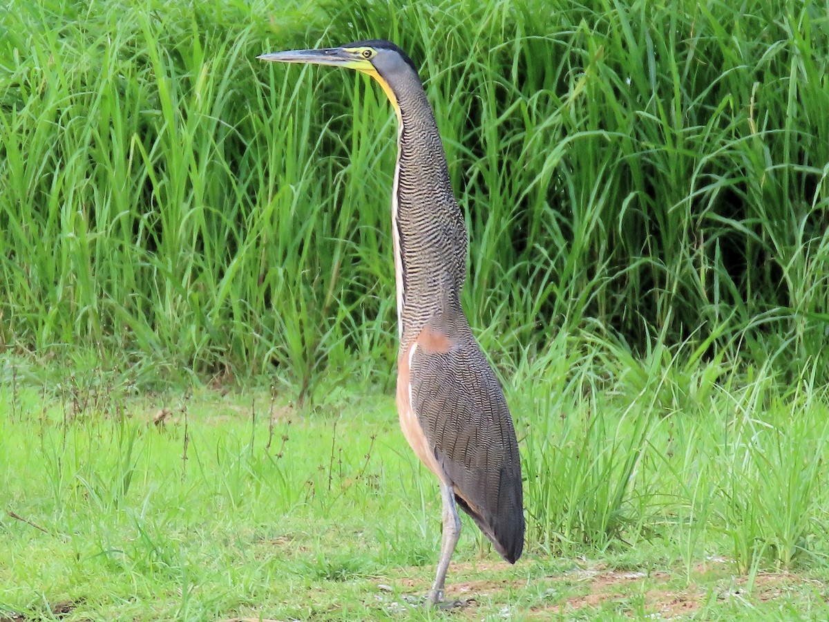 Bare-throated Tiger-Heron - ML642613769