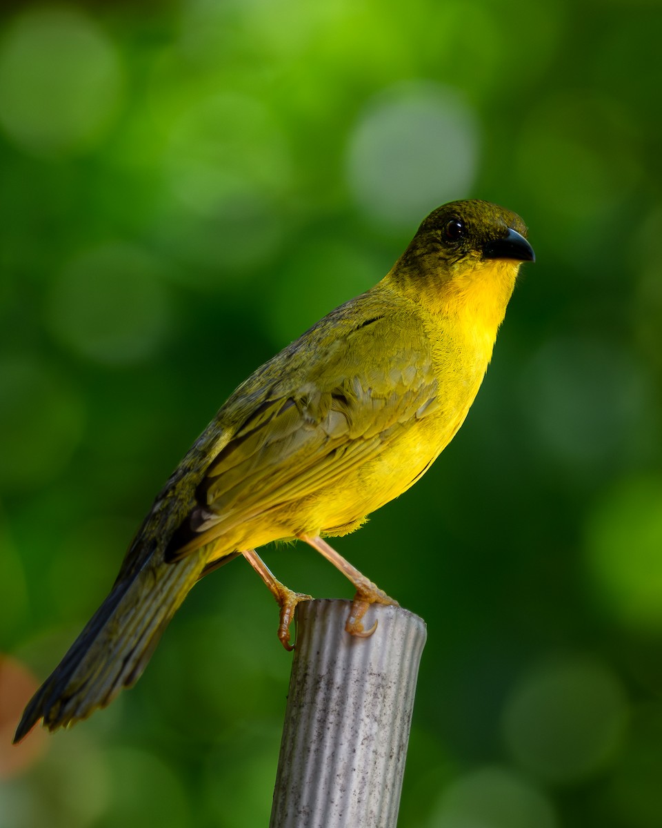 Olive-green Tanager - ML642613782