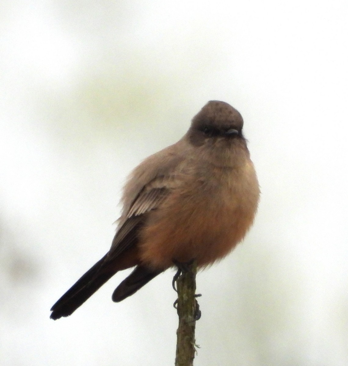 Say's Phoebe - ML642613849