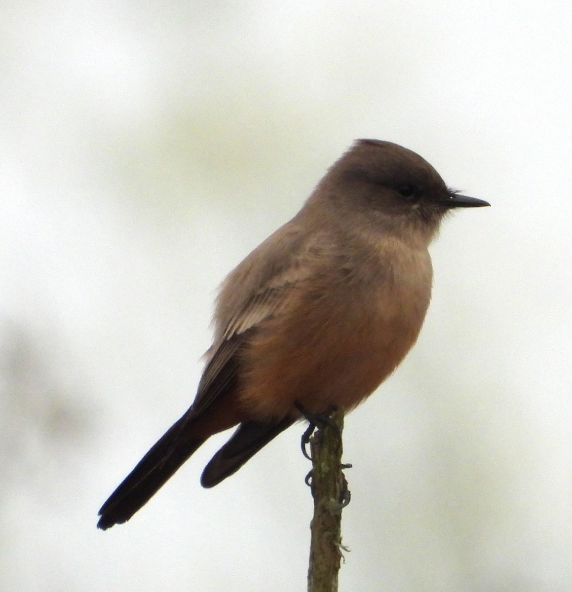 Say's Phoebe - ML642613850