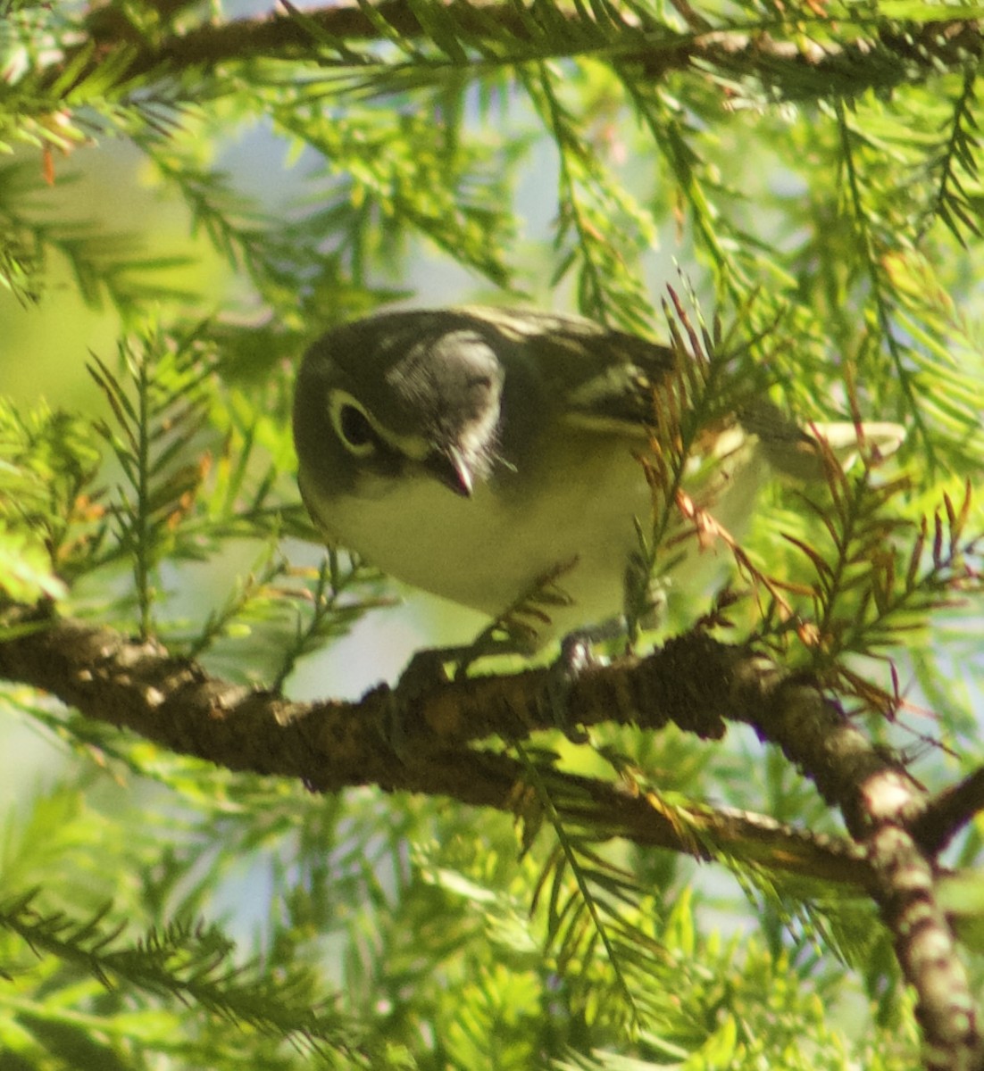 Blue-headed Vireo - ML642613861