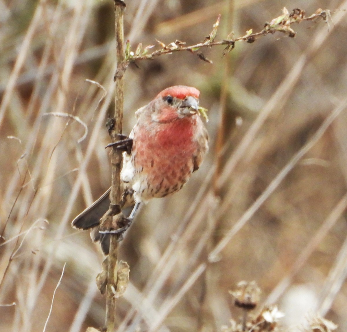 House Finch - ML642613862