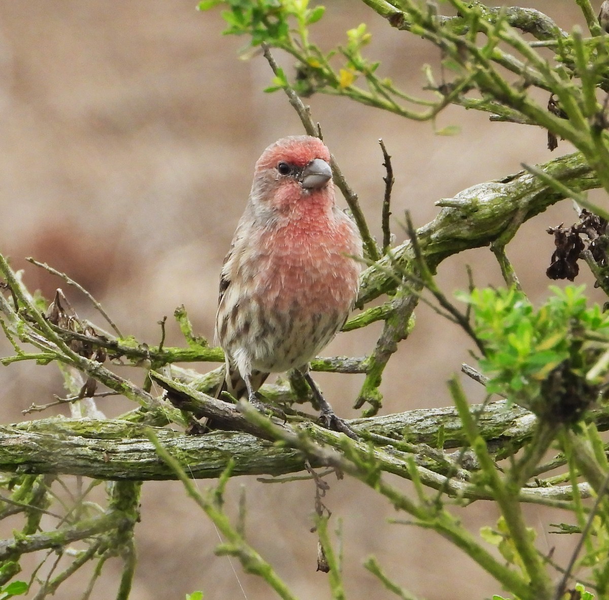 House Finch - ML642613863