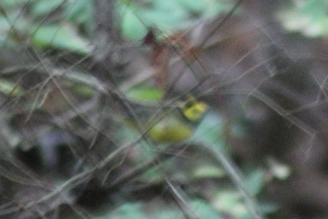 Hooded Warbler - ML642613875