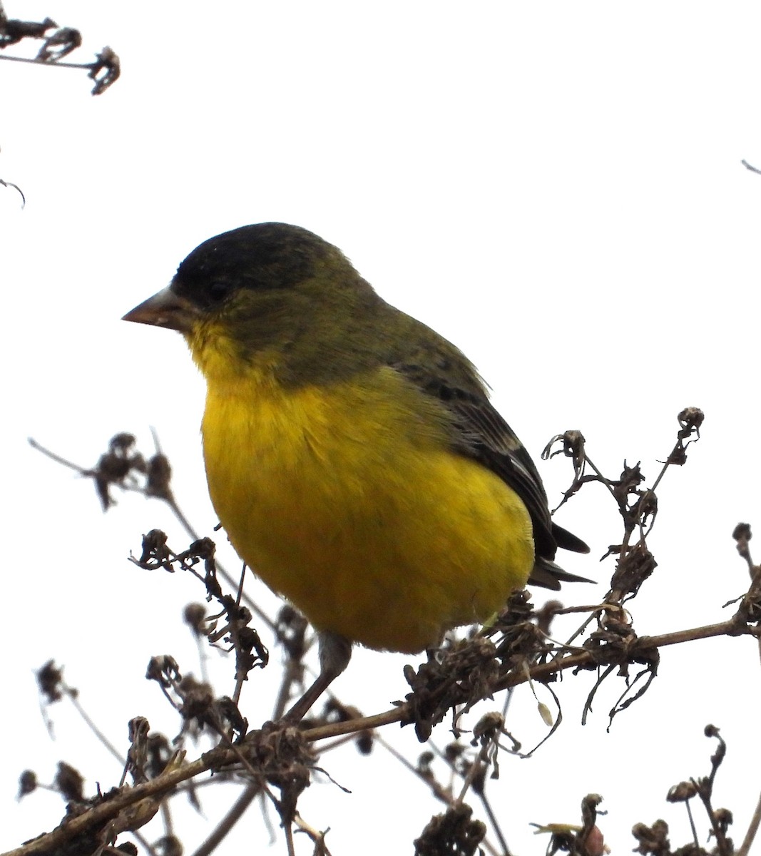 Lesser Goldfinch - ML642613881