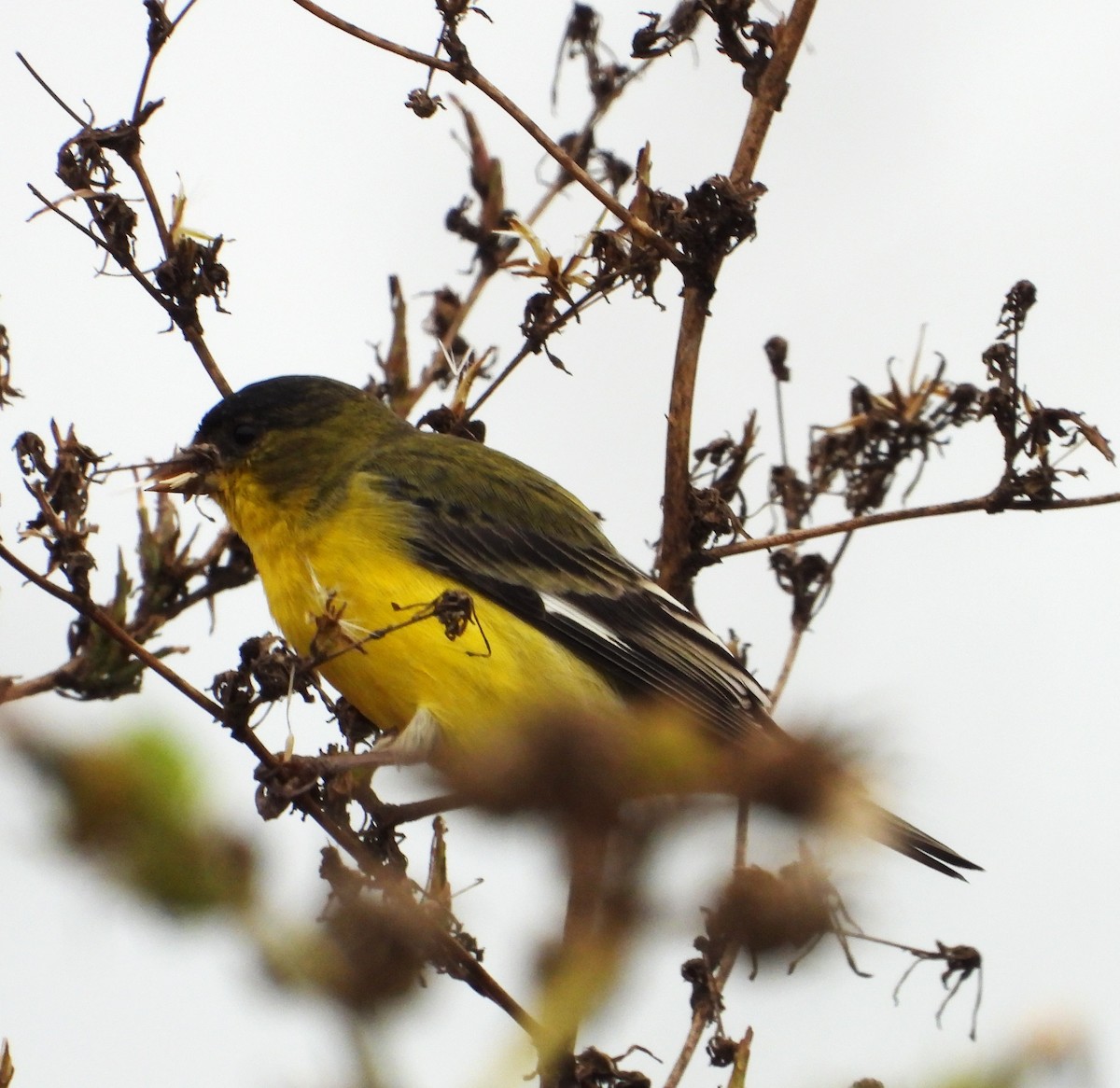 Lesser Goldfinch - ML642613883