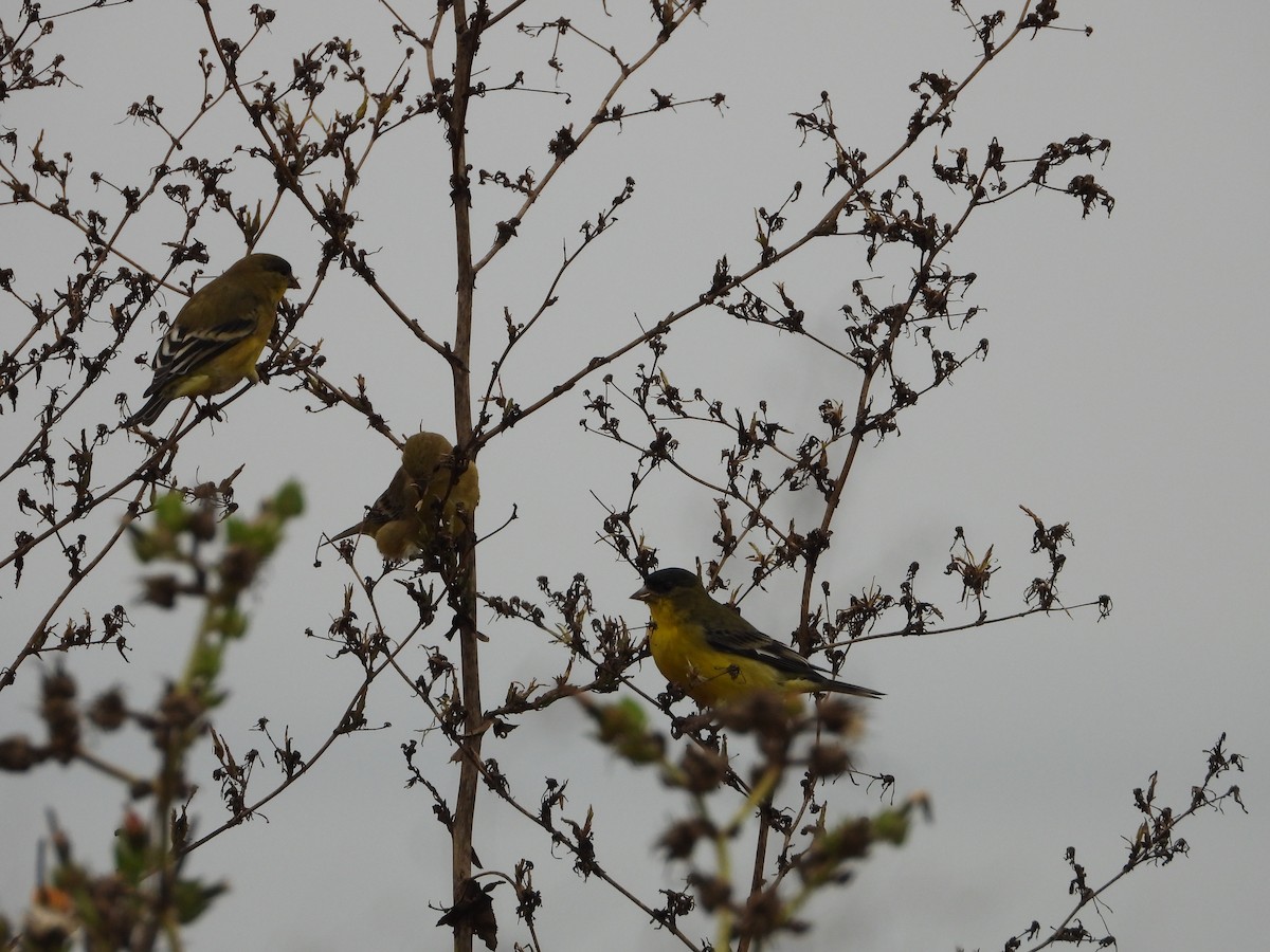 Lesser Goldfinch - ML642613884