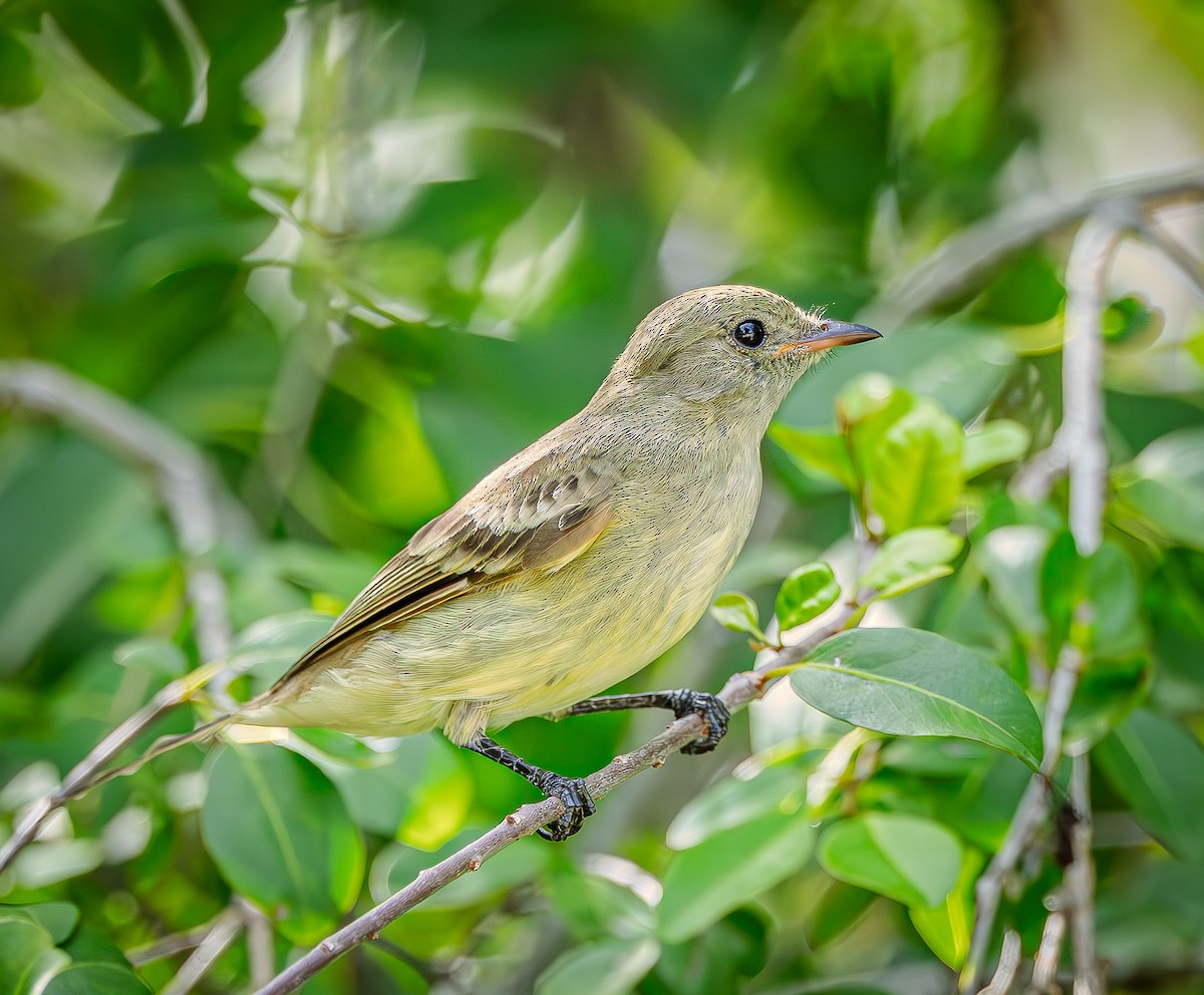 Caribbean Elaenia - ML642613905