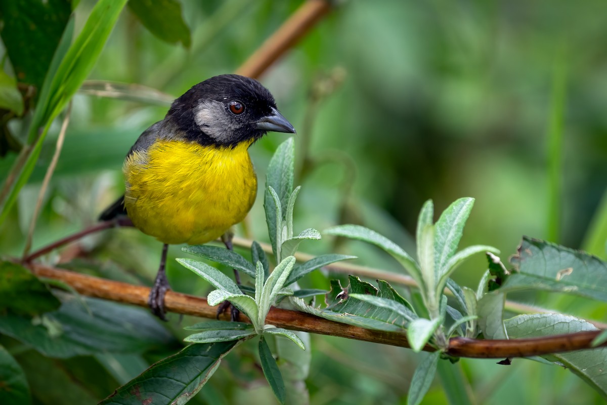 Santa Marta Brushfinch - ML642613915