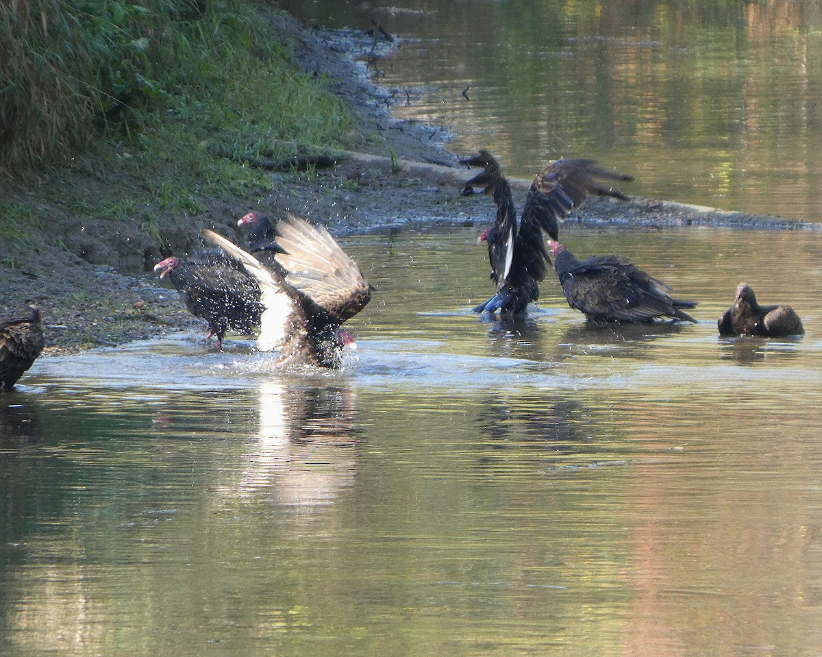 Turkey Vulture - ML642613916