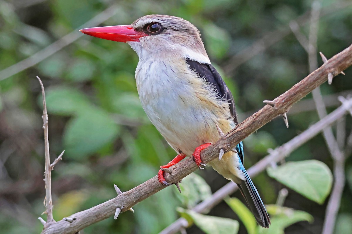 Brown-hooded Kingfisher - ML642613918