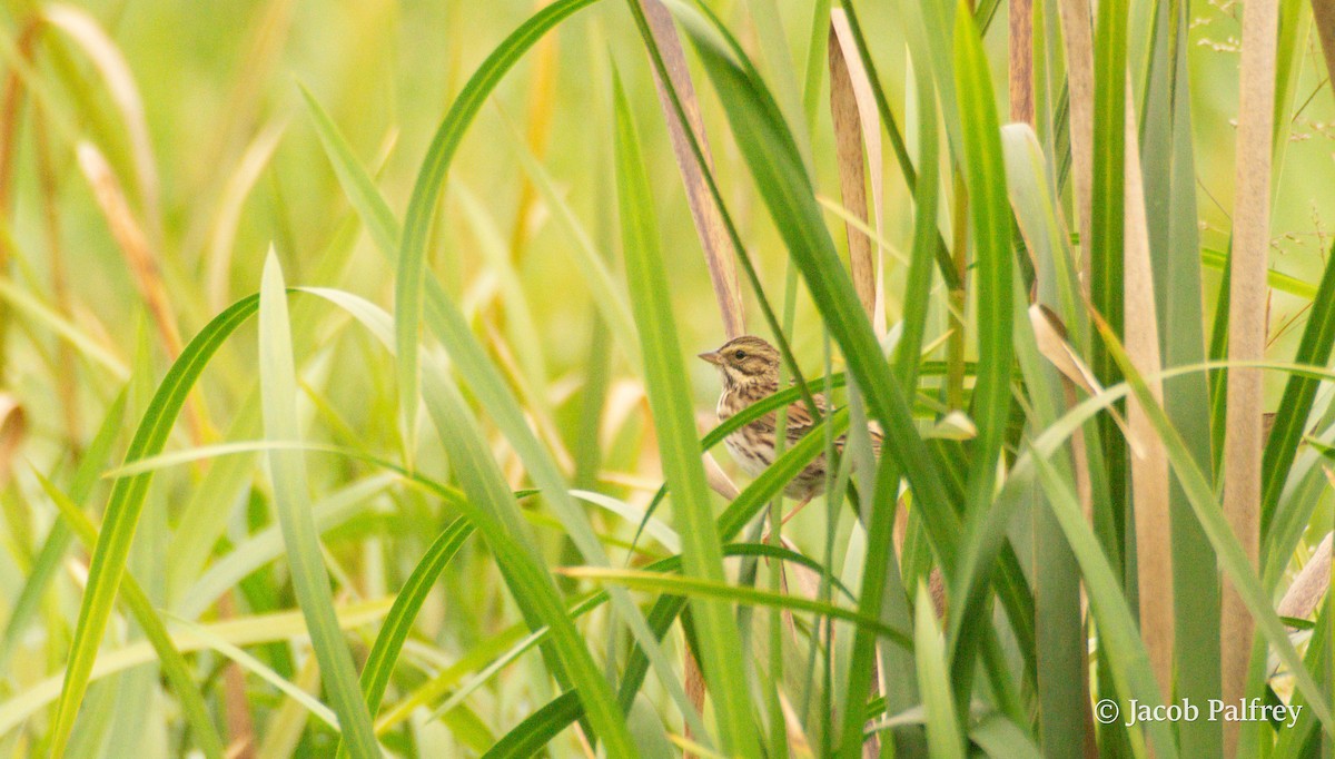 Savannah Sparrow - ML642613941