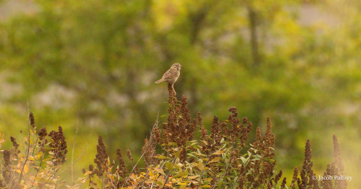 Lincoln's Sparrow - ML642613947