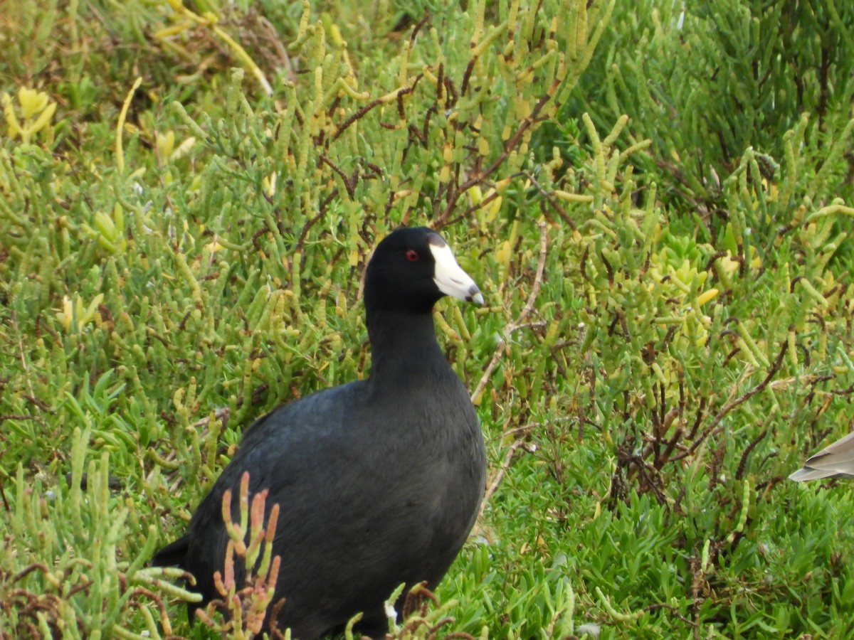 American Coot - ML642613949