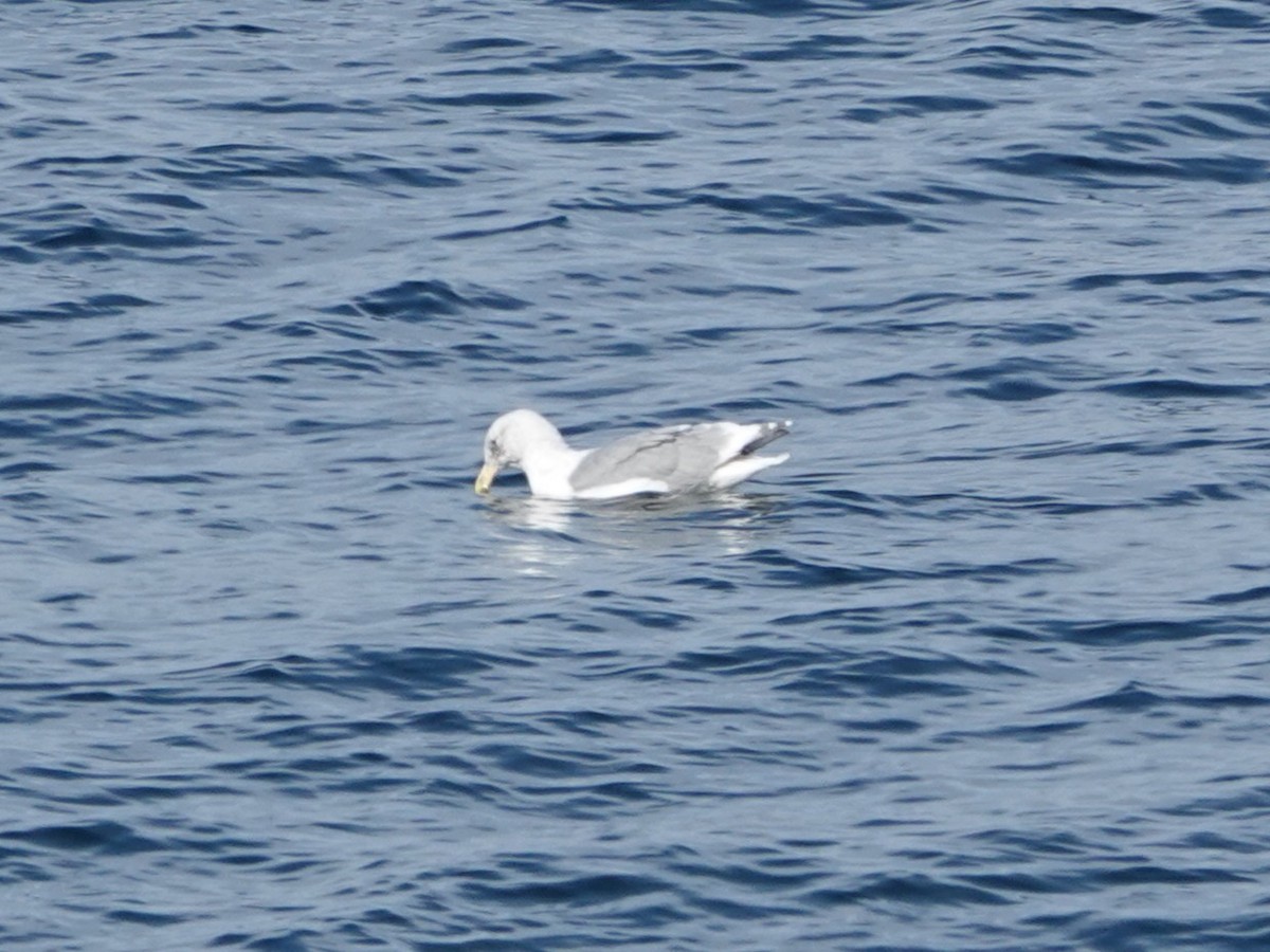 Glaucous-winged Gull - ML642613964