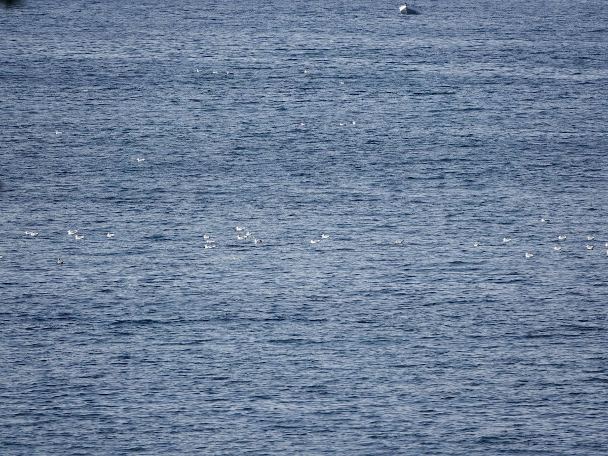 Glaucous-winged Gull - ML642613965