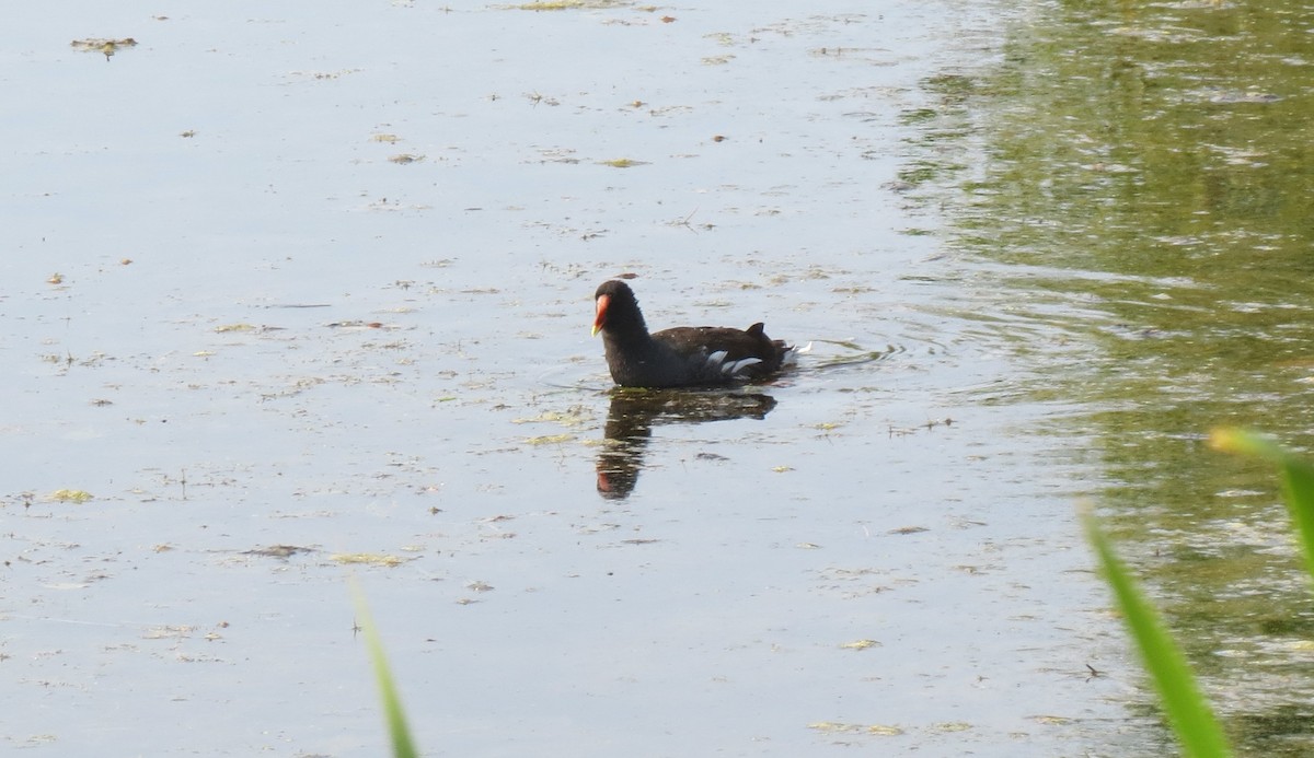 Common Gallinule - ML642613966