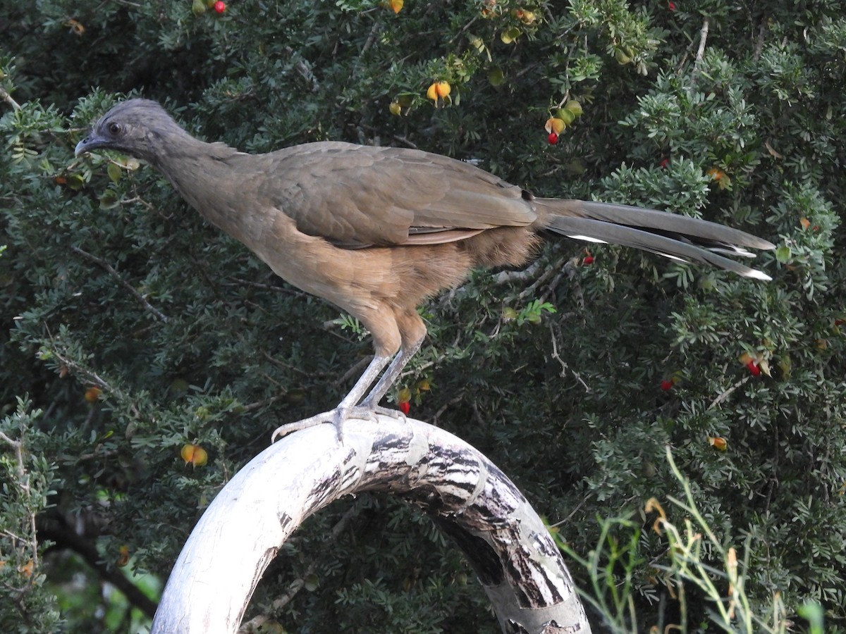 Plain Chachalaca - ML642614020