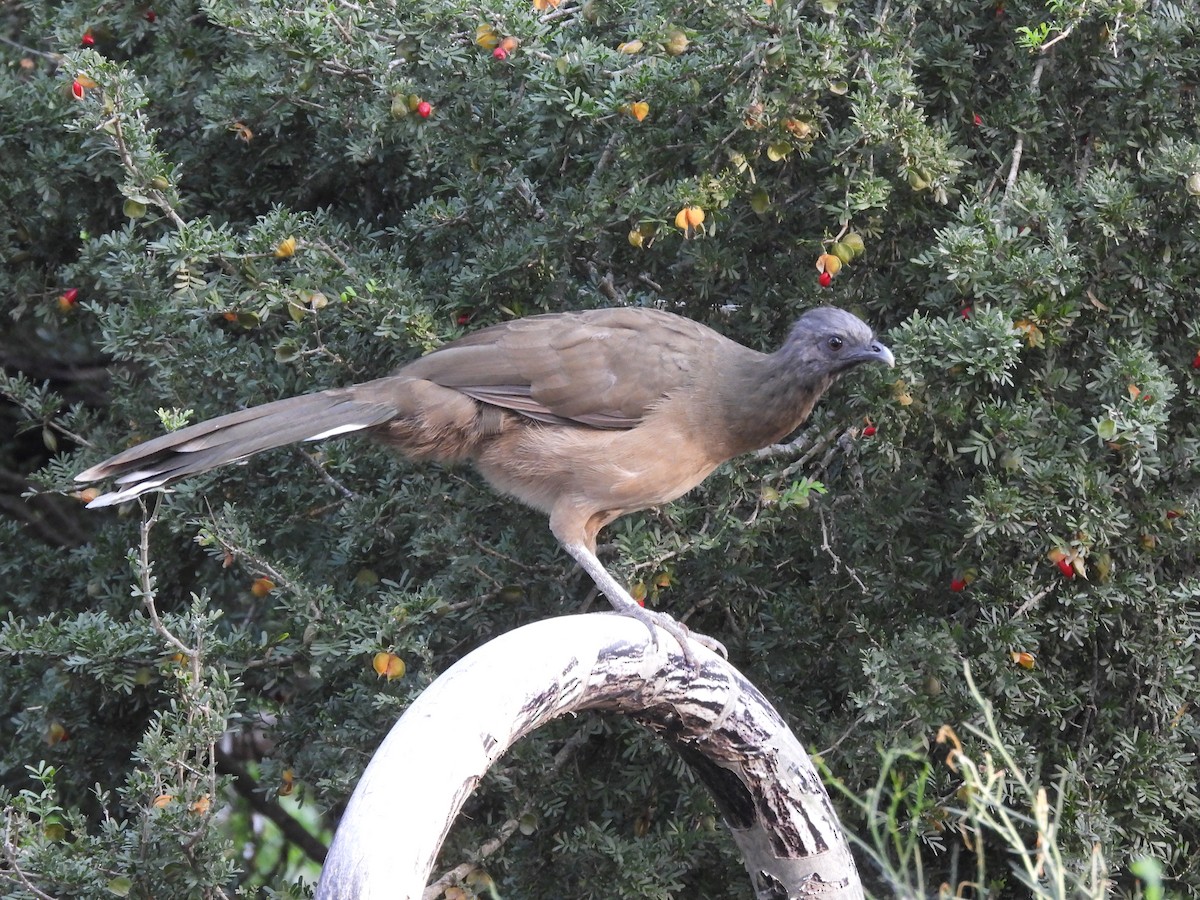 Plain Chachalaca - ML642614057