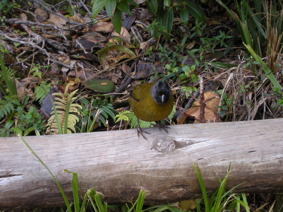Large-footed Finch - ML642614058