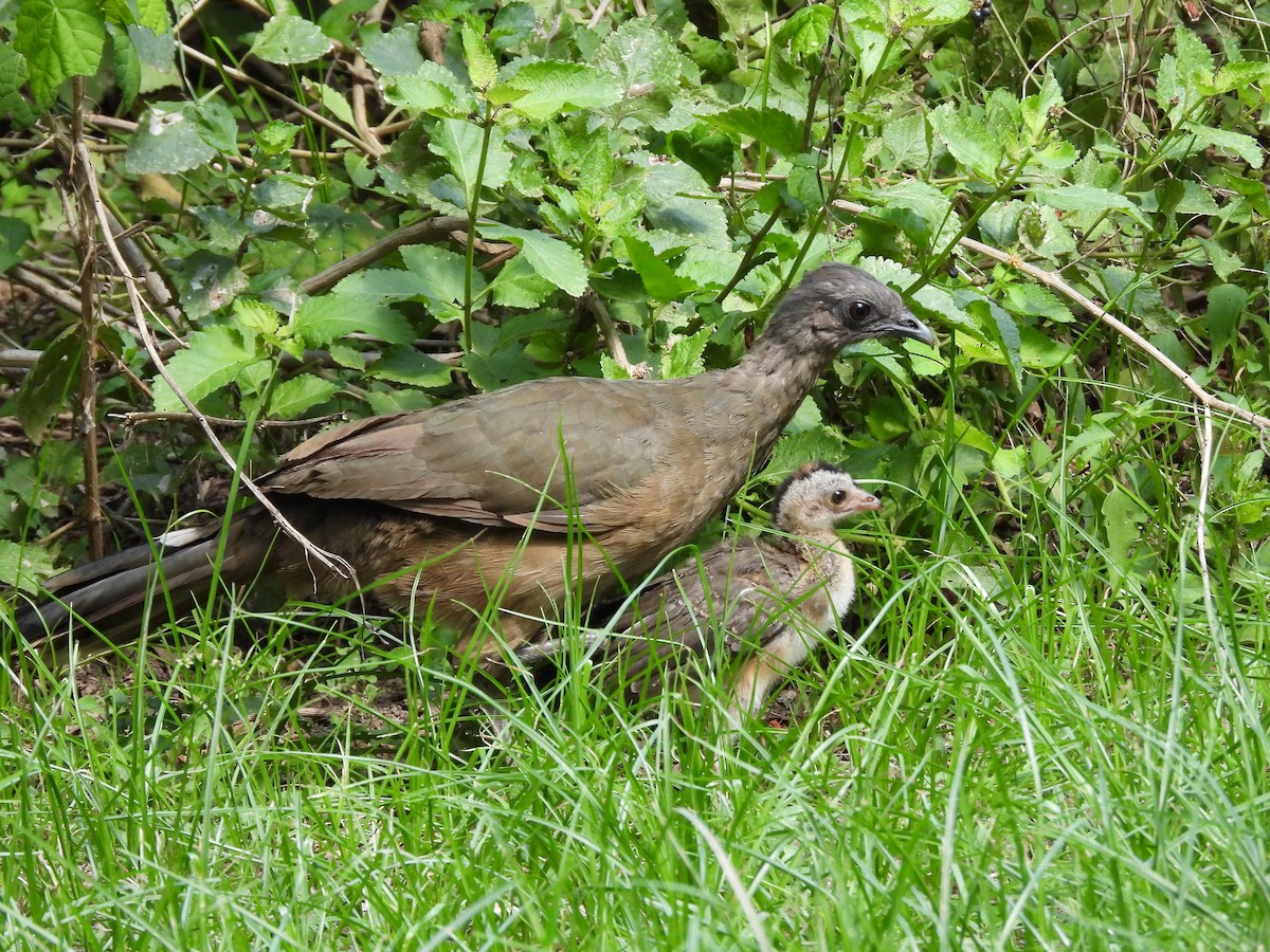 Plain Chachalaca - ML642614067