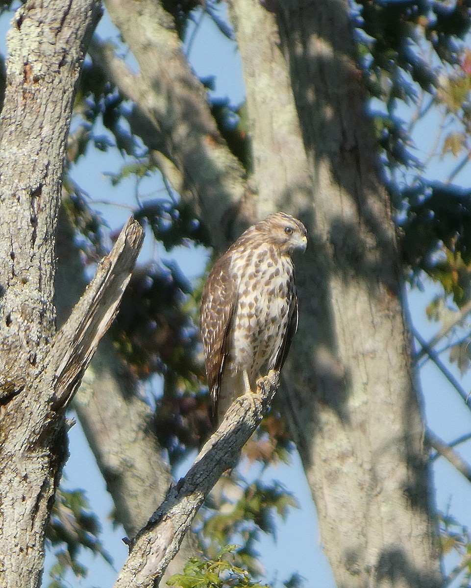 Red-shouldered Hawk - ML642614097